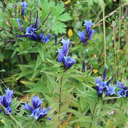 Pensión Sonnenhof Preda