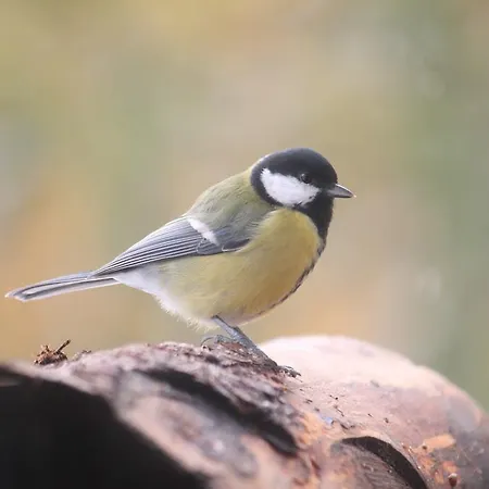 Affittacamere Sonnenhof *