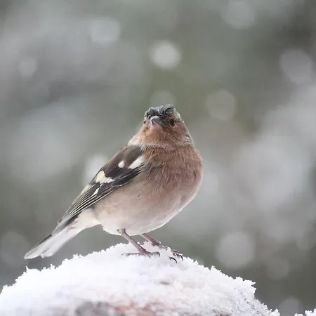 Affittacamere Sonnenhof *