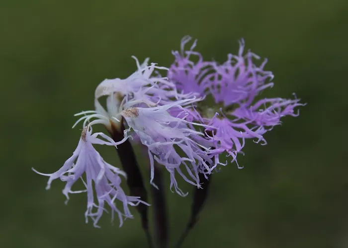 Casa de hóspedes Sonnenhof *