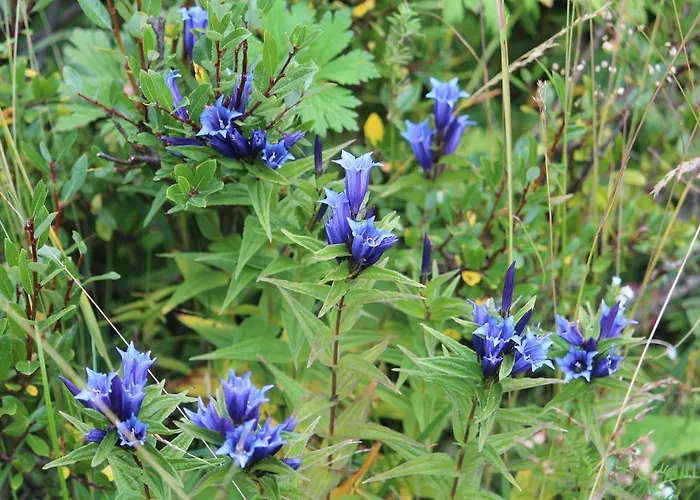 Casa de hóspedes Sonnenhof Preda