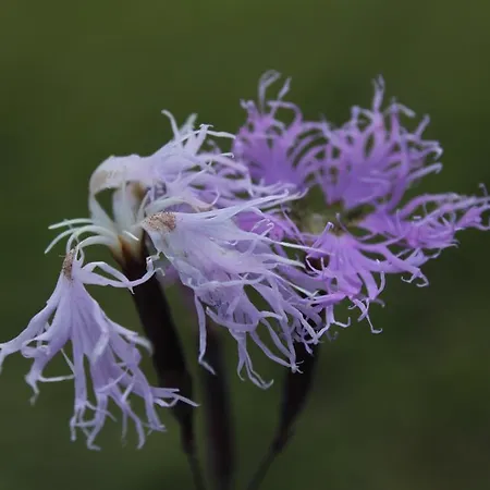 게스트하우스 Sonnenhof *