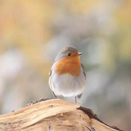 게스트하우스 Sonnenhof Preda