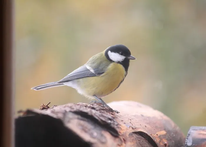 Casa de hóspedes Sonnenhof *