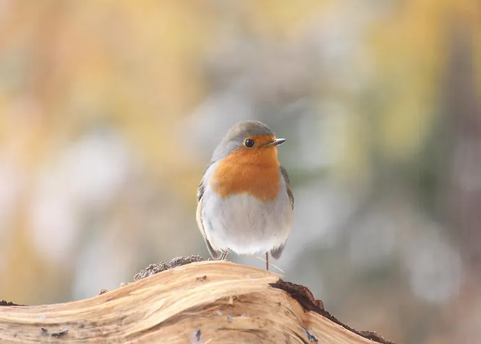 Casa de hóspedes Sonnenhof Preda
