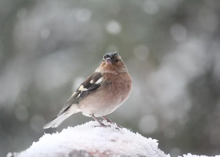 בית הארחה Sonnenhof *