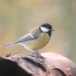 게스트하우스 Sonnenhof *