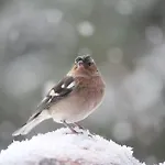 게스트하우스 Sonnenhof *